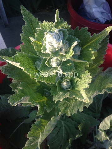 sage, Mediterranean